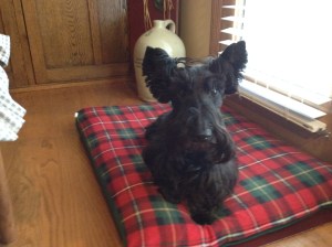 Biscotti, the Scottish Terrier